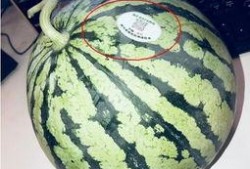 固始网红吃瓜,揭秘网络红人的幕后故事