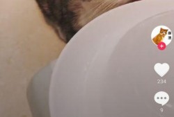 吃瓜猫抖音网红,抖音网红的美食之旅